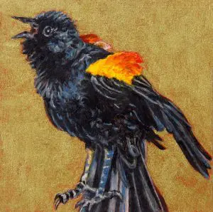 Small Wonders Redwinged BlackBIRD by Laureen Marchand miniature oil painting 3.5" x 3.5" ecological climate change art