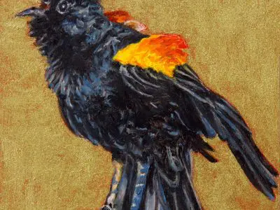 Small Wonders Redwinged BlackBIRD by Laureen Marchand miniature oil painting 3.5" x 3.5" ecological climate change art