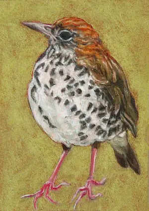 Small Wonders Imperious Thrush by Laureen Marchand miniature oil painting 3.5" x 2.5" ecological climate change art