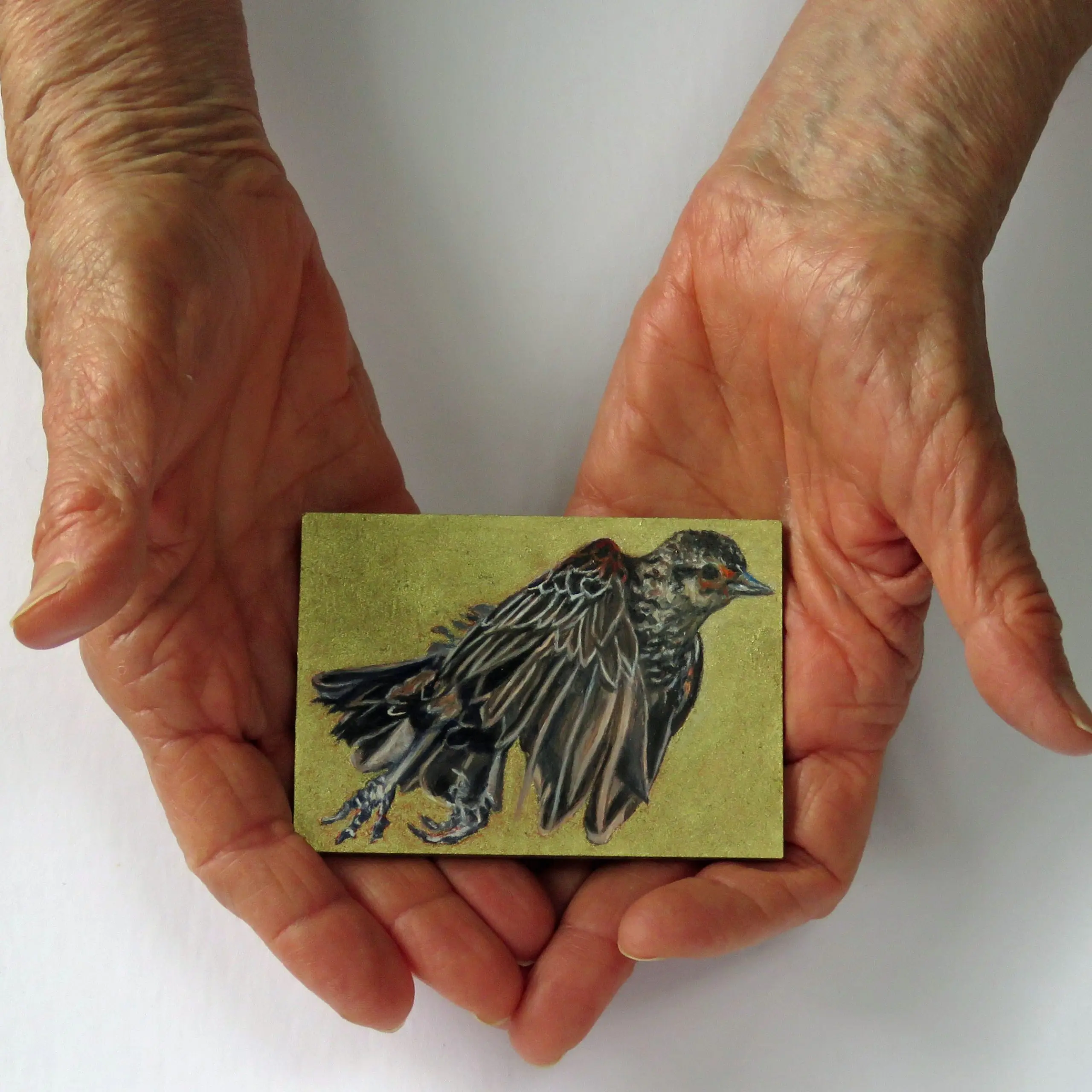 Small Wonders Ms Redwinged at Speed by Laureen Marchand miniature oil painting 2.5" x 3.5" ecological climate change art