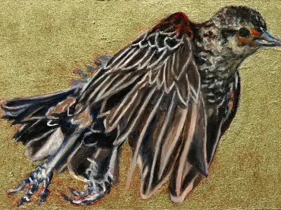 Laureen Marchand redwinged Blackbird female climate change art bird painting available for purchase from laureenmarchand.com with worldwide shipping