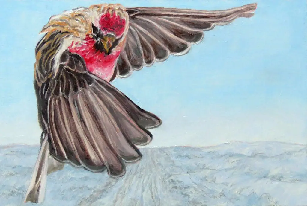 "Redpoll Living like Hawk" for How Not to be Afraid of Painting in Oils with experienced artist/teacher Laureen Marchand