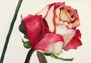 Paper Roses 2