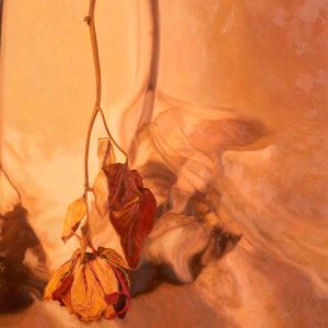 <i>Late Season</i> Marchand-Late-Season Available Assiniboia Gallery