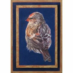 <i>Free Flight: Redpoll</i>