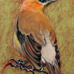 <i>Small Wonders: Cedar Waxwing</i>