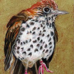 <i>Small Wonders: Curious Thrush</i>