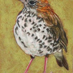 <i>Small Wonders: Imperious Thrush</i> Small Wonders Imperious Thrush by Laureen Marchand miniature oil painting 3.5" x 2.5" ecological climate change art