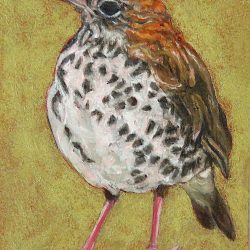 <i>Small Wonders: Imperious Thrush</i> Small Wonders Imperious Thrush by Laureen Marchand miniature oil painting 3.5" x 2.5" ecological climate change art
