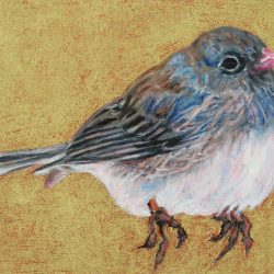 <i>Small Wonders: Junco</i>
