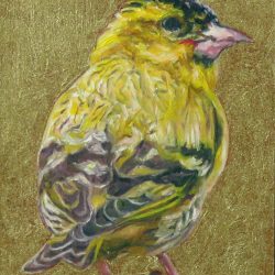 <i>Small Wonders: Siskin</i>