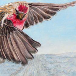 <i>Redpoll Living Like Hawk</i> Redpoll flying freely in winter landscape painting available at Nouveau Gallery Regina SK