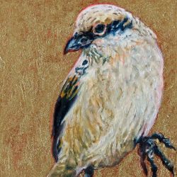 Small Wonders: The Shyness of Shrikes The Shyness of Shrikes by Laureen Marchand elusive predator bird climate change art
